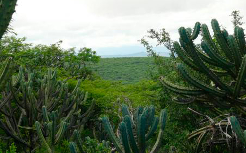 Peña Colorada – Vive Santa Rosa